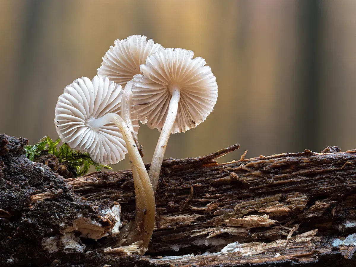 Mycena 2025A 1