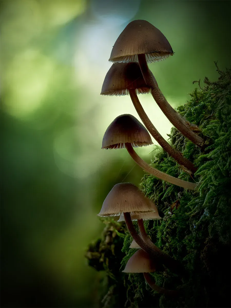 Mycena 2025A 11