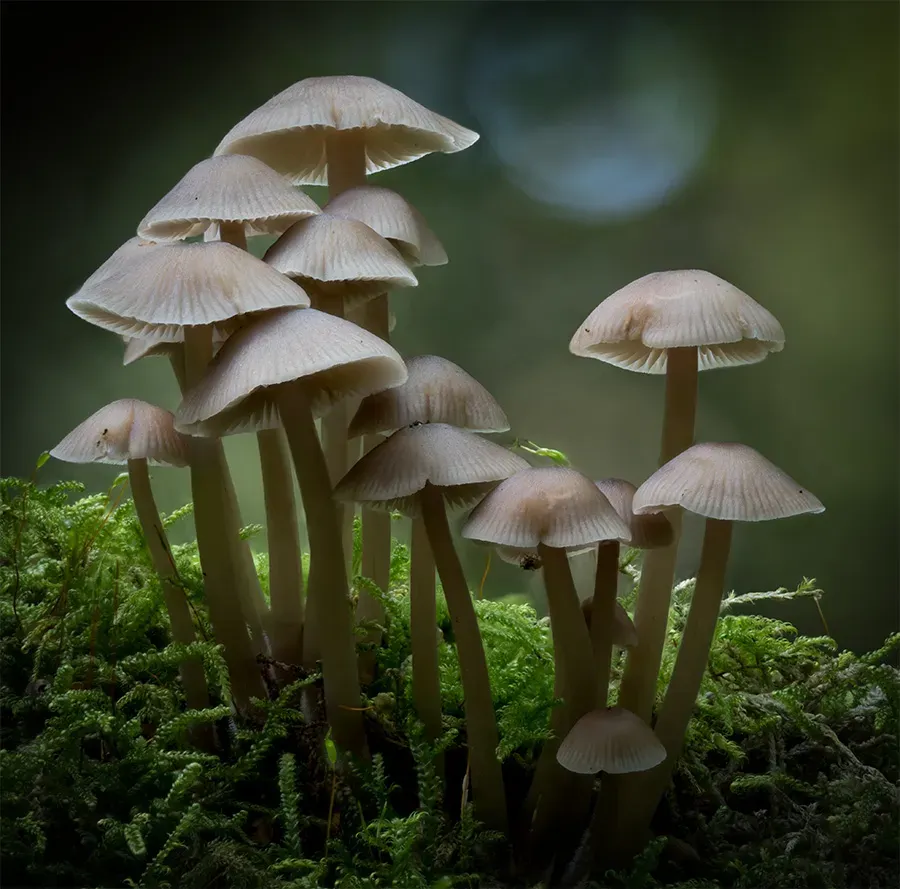 Mycena 2025A 12