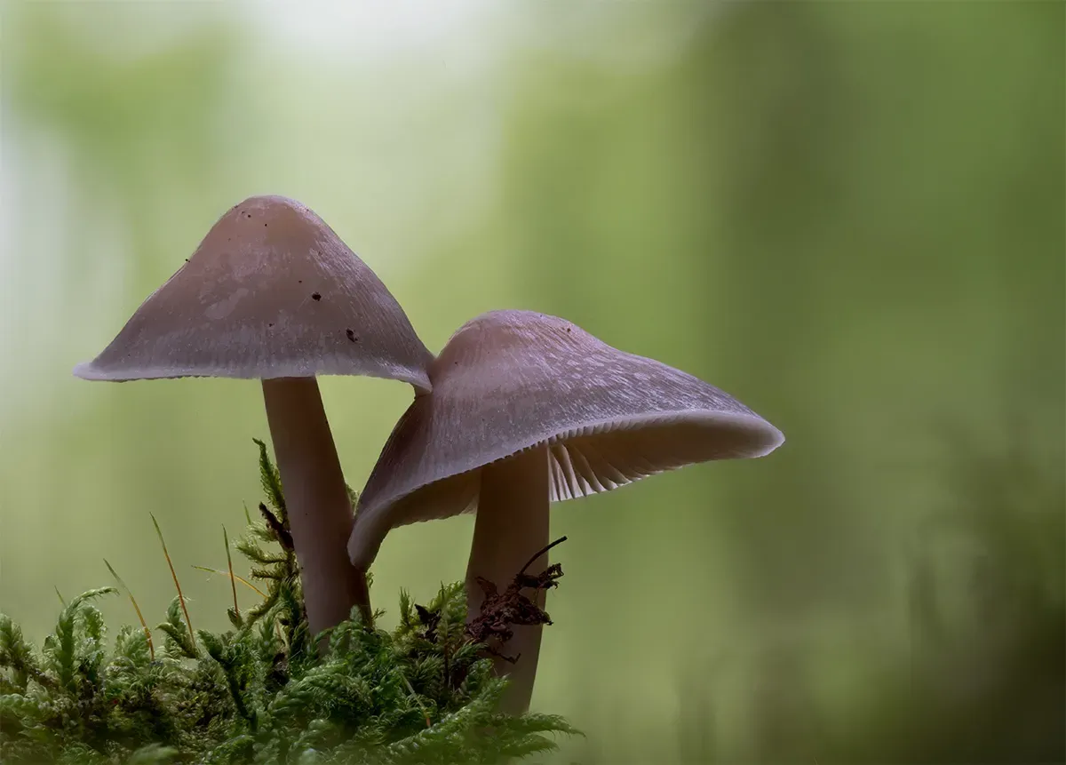 Mycena 2025A 14