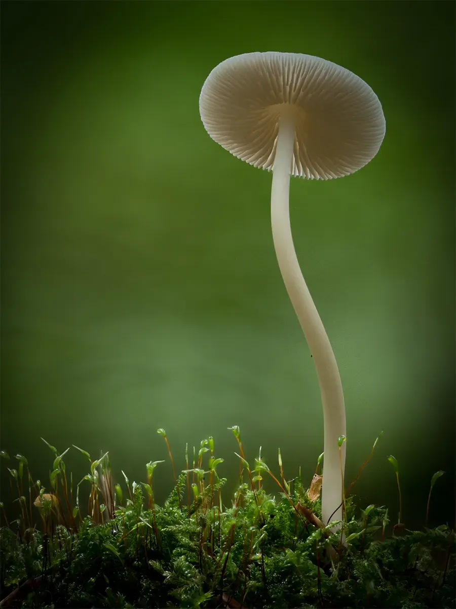 Mycena 2025A 15