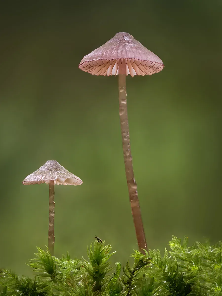 Mycena 2025A 2