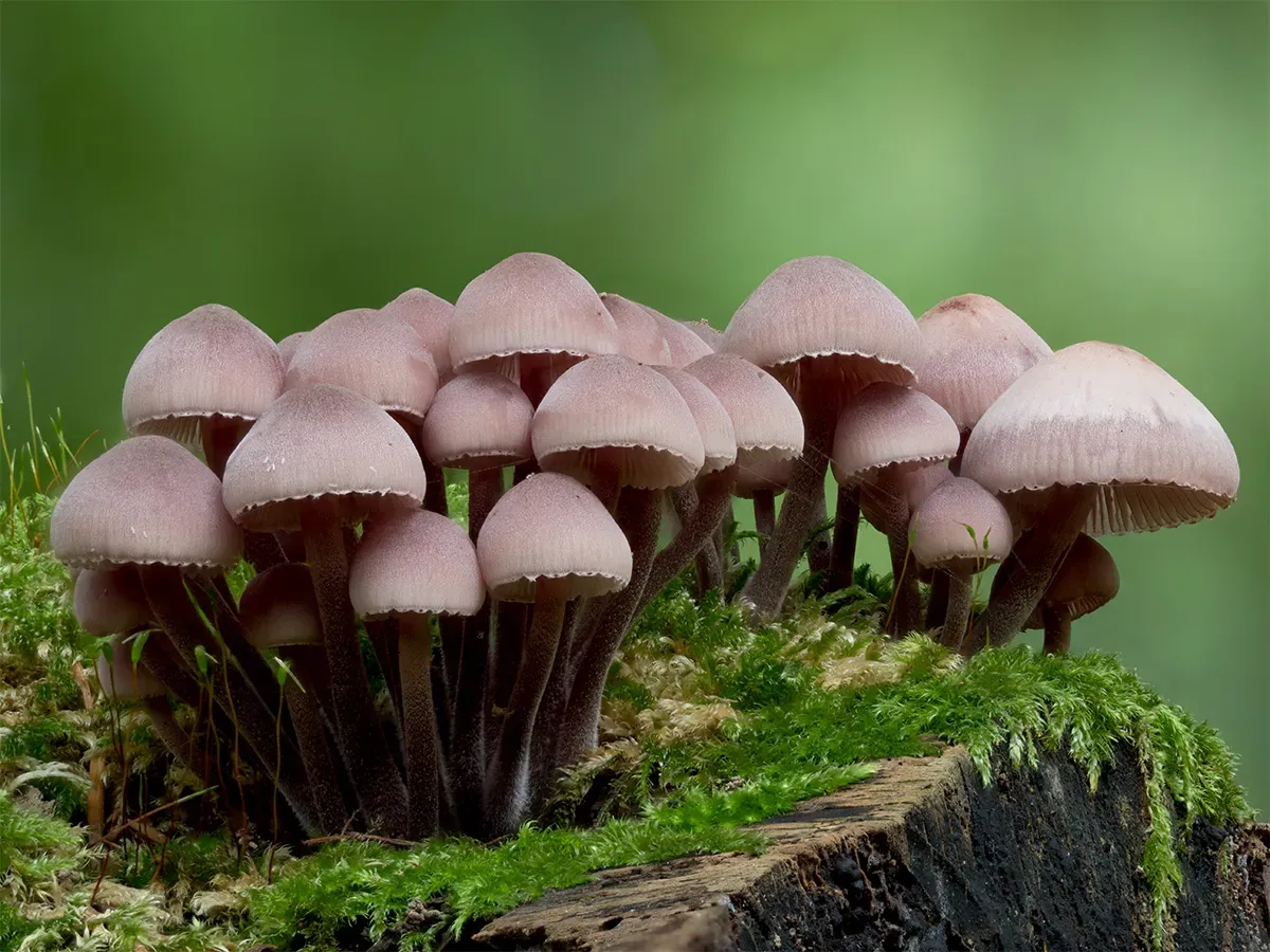 Mycena 2025A 20