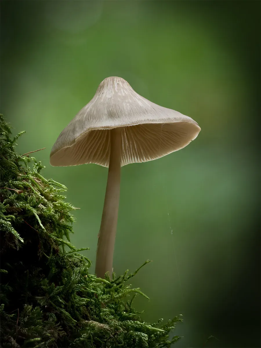 Mycena 2025A 21