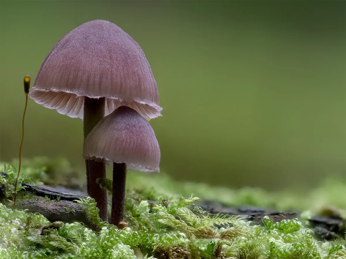 Mycena 2025A 25