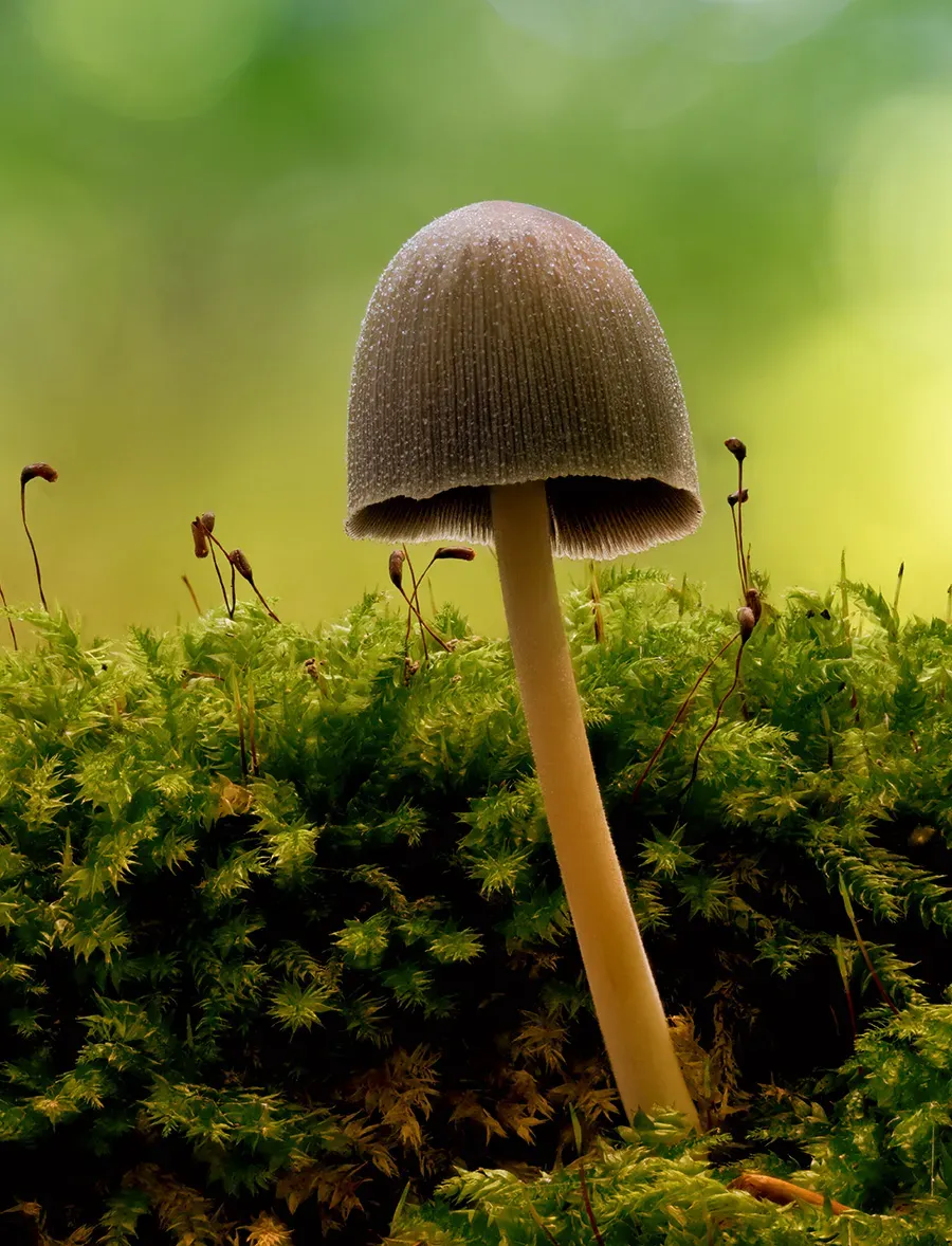 Mycena 2025A 26