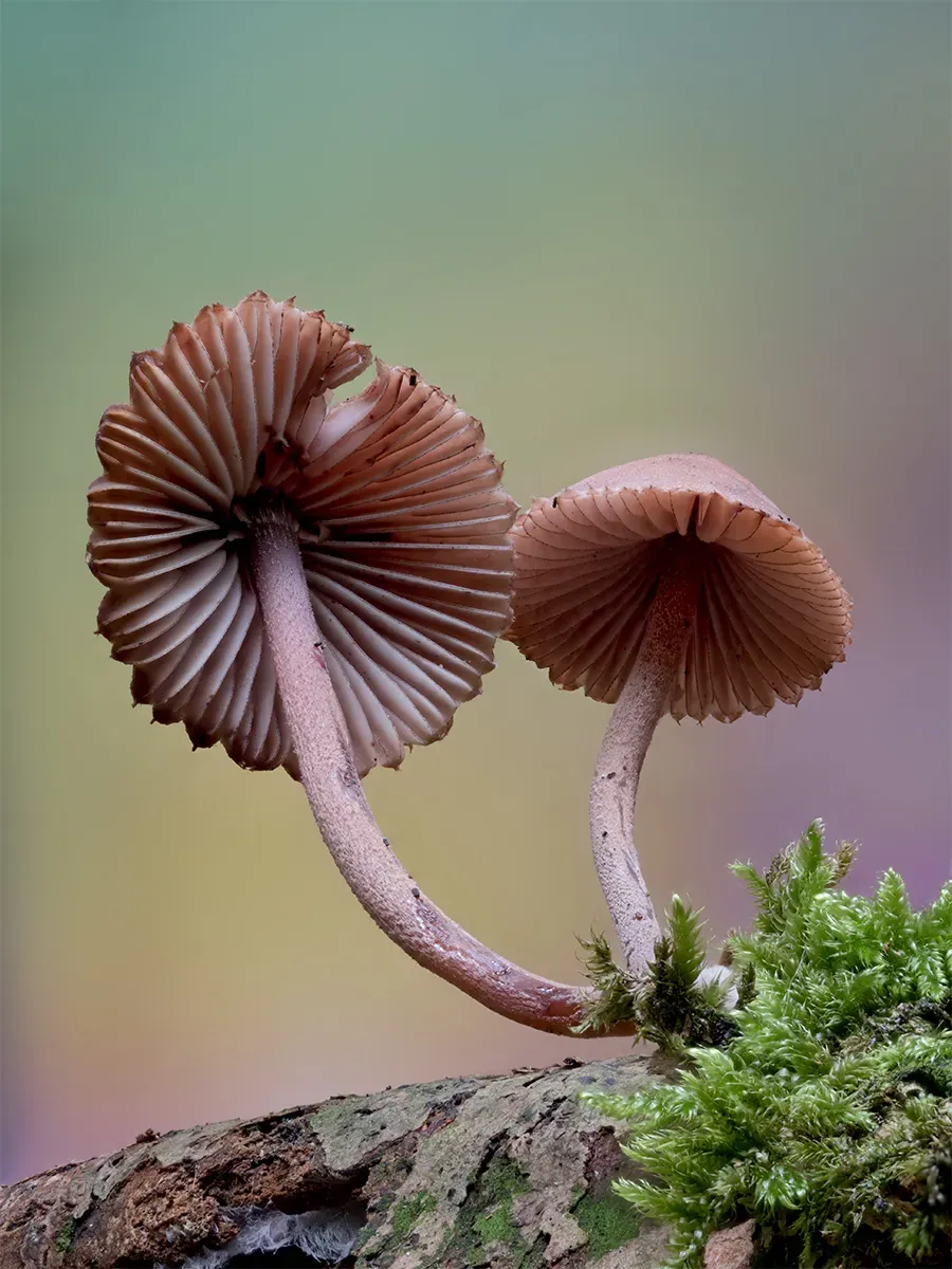 Mycena 2025A 27