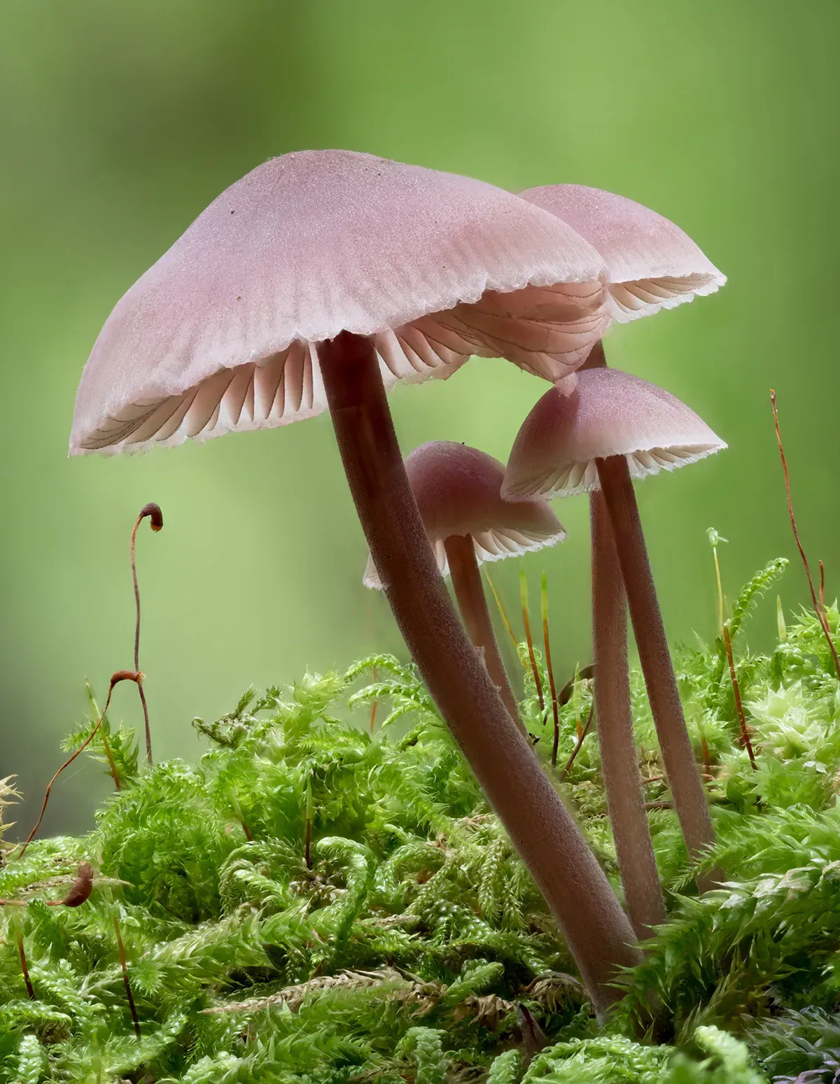 Mycena 2025A 28