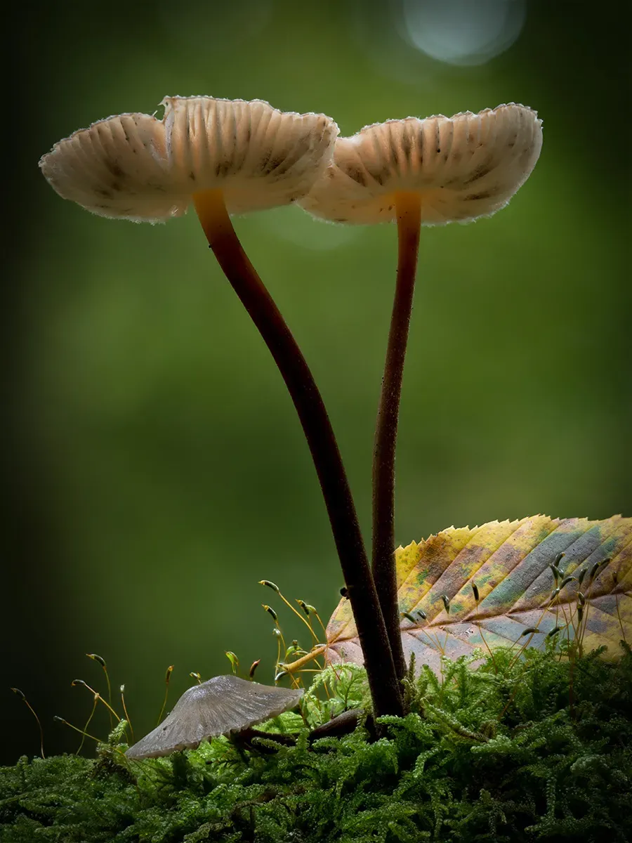 Mycena 2025A 38