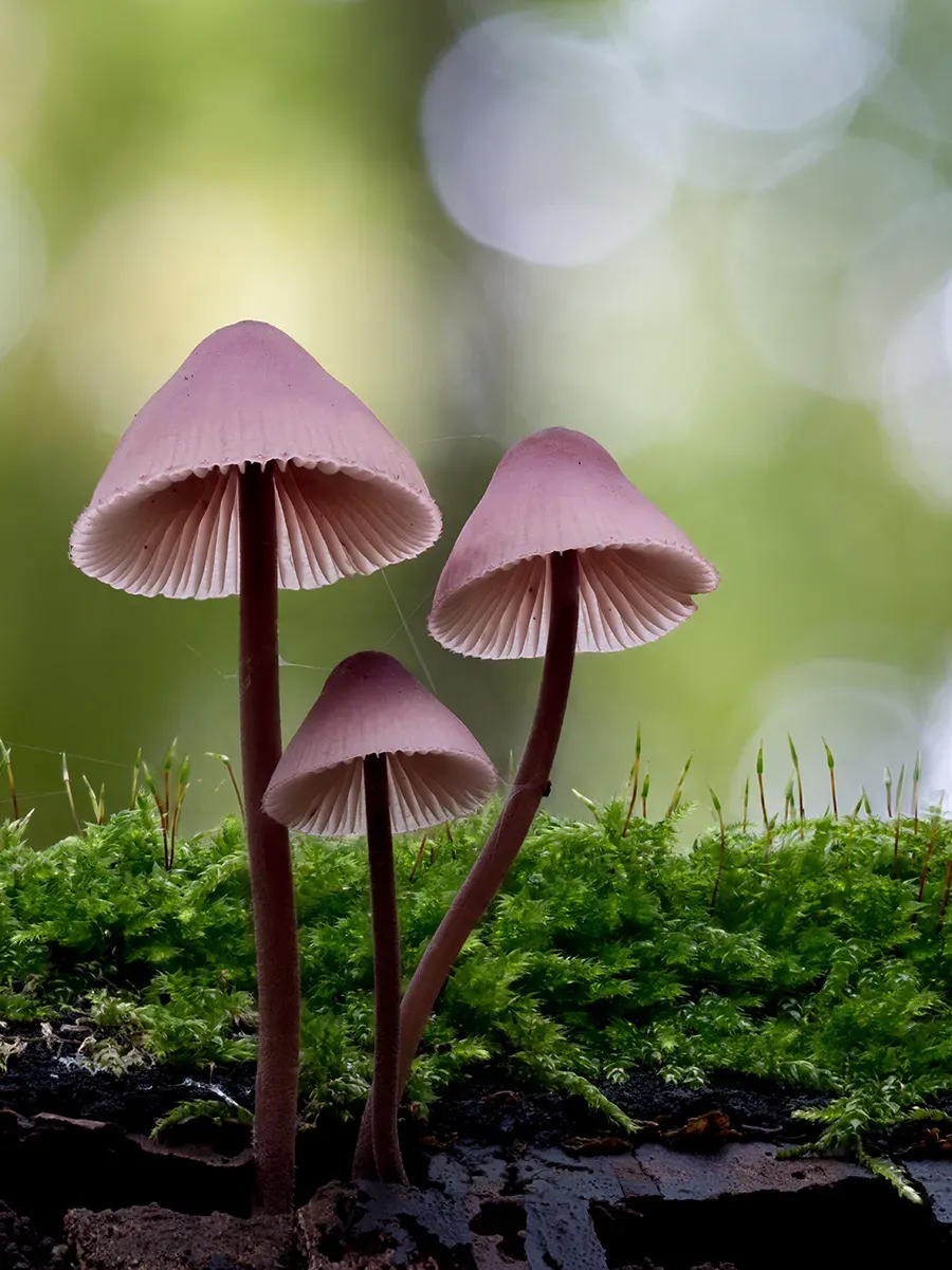 Mycena 2025A 40