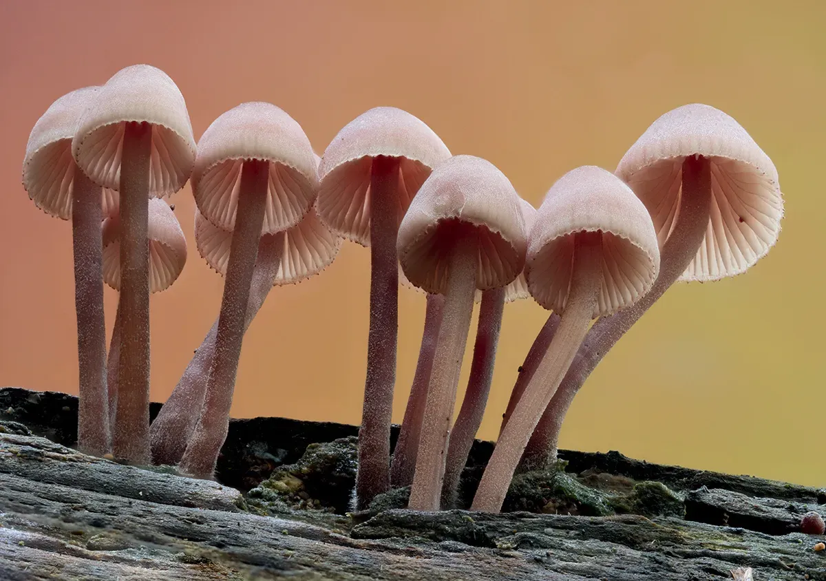 Mycena 2025A 45