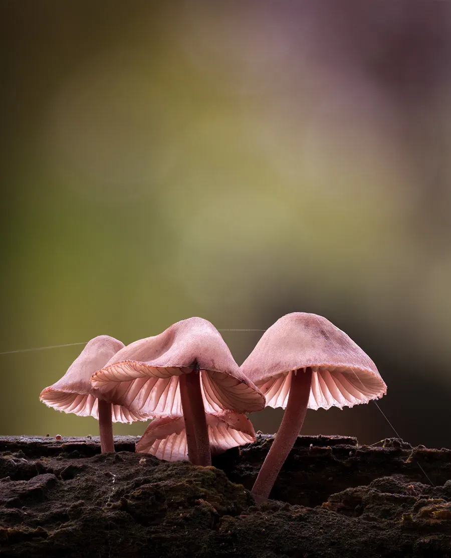 Mycena 2025A 48