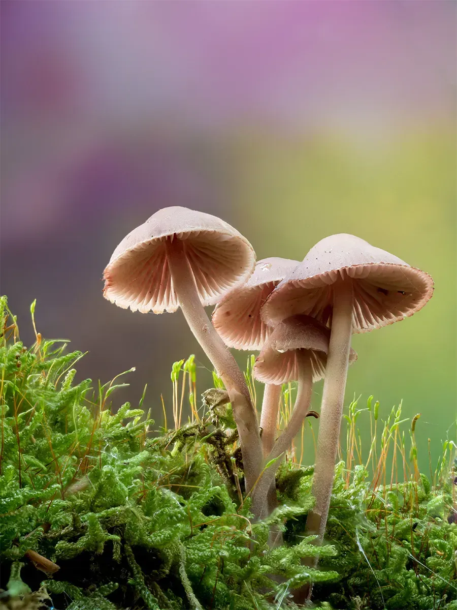 Mycena 2025A 5