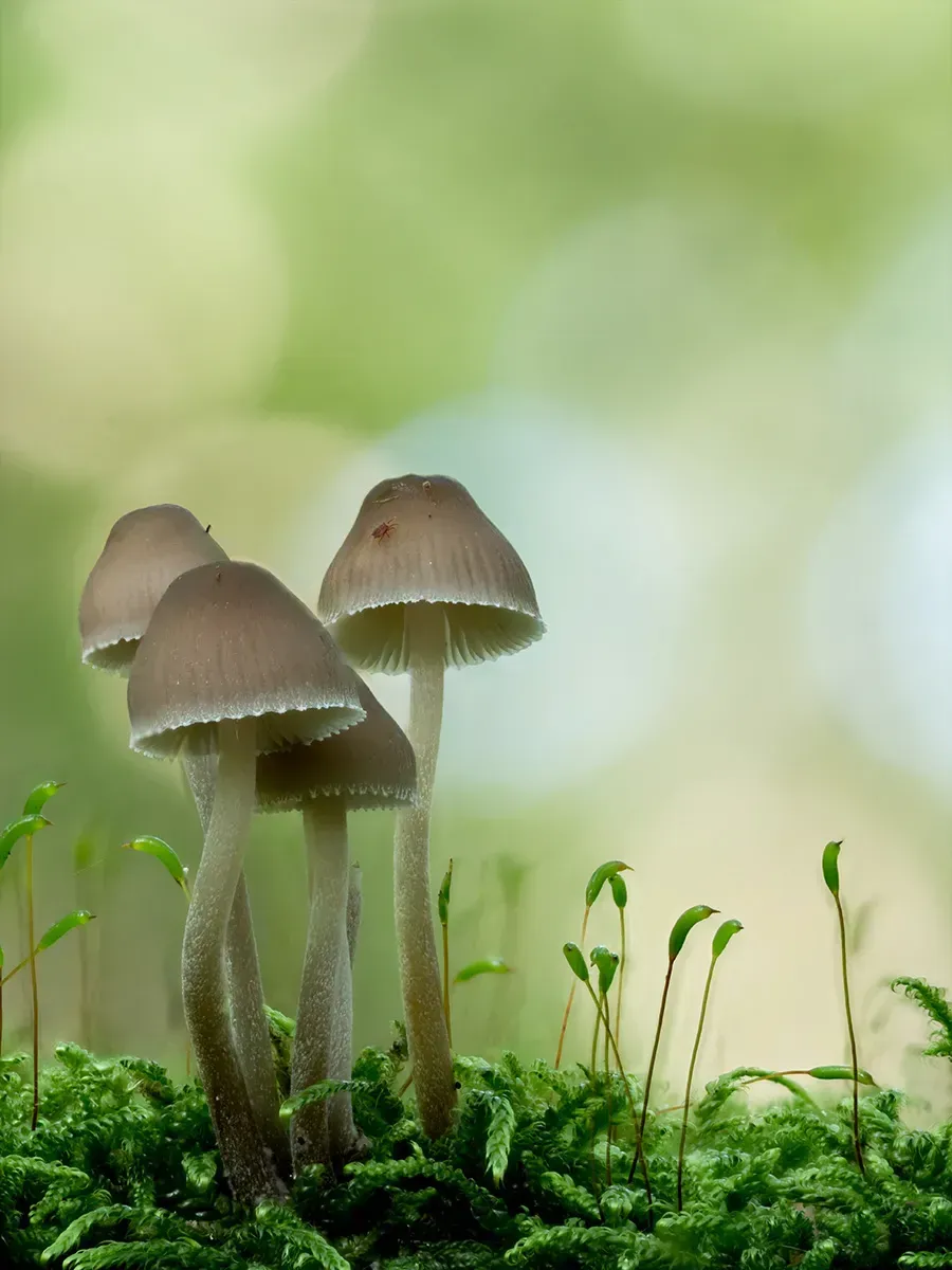 Mycena 2025A 7