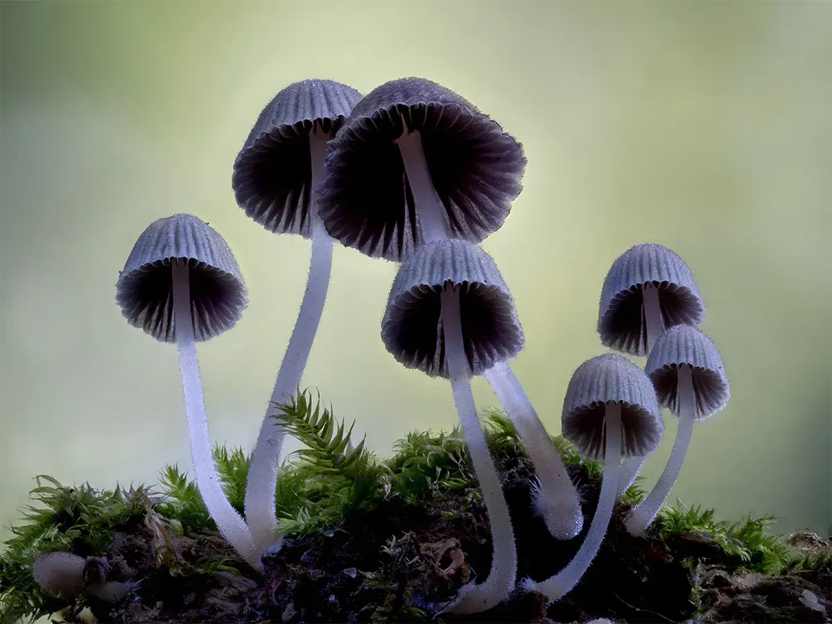 Mycena 2025A 9