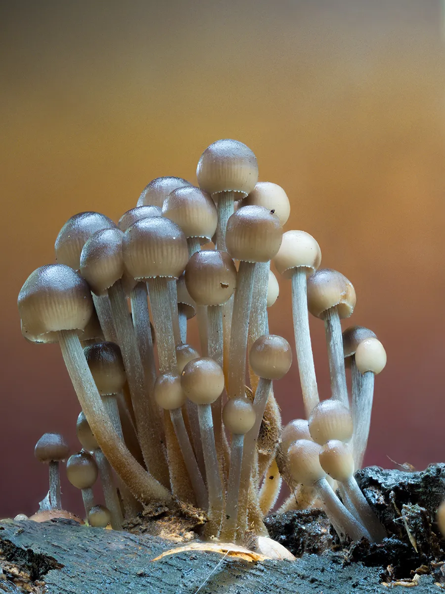 Mycena 2025B 13