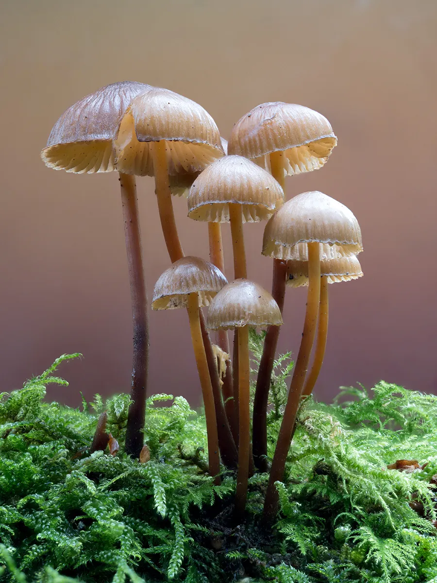 Mycena 2025B 14