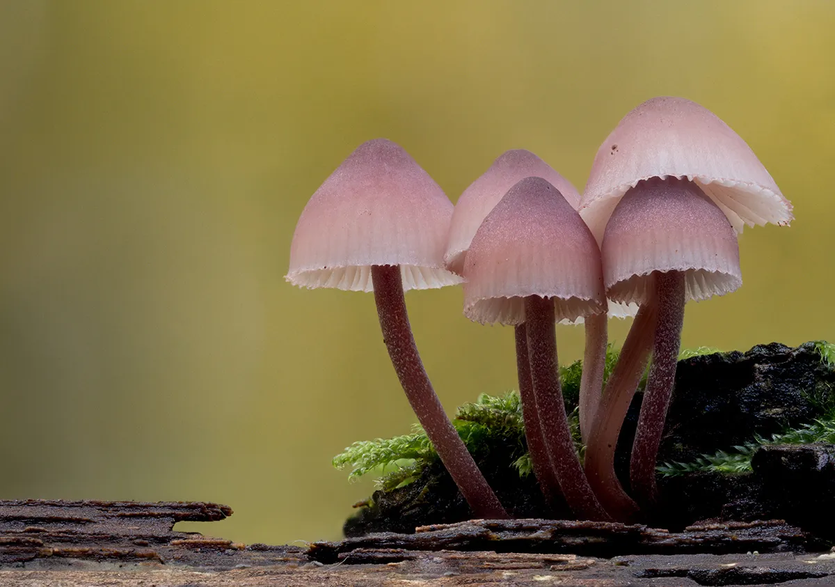 Mycena 2025B 18