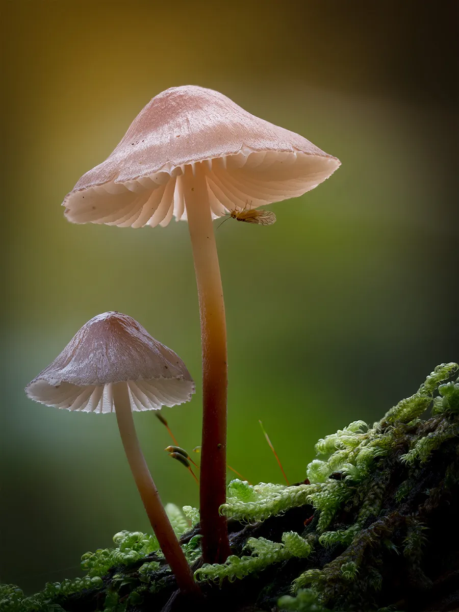 Mycena 2025B 20