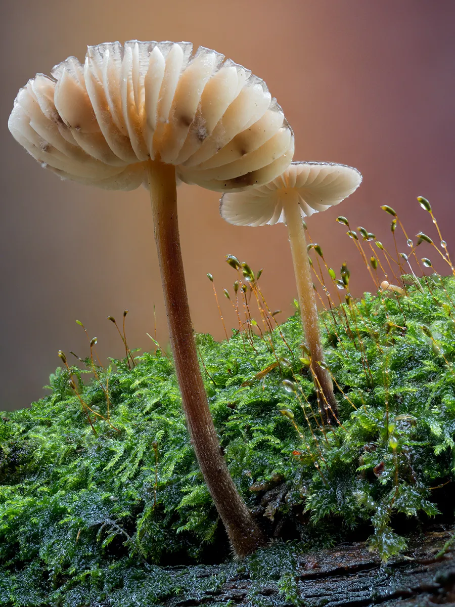 Mycena 2025B 21