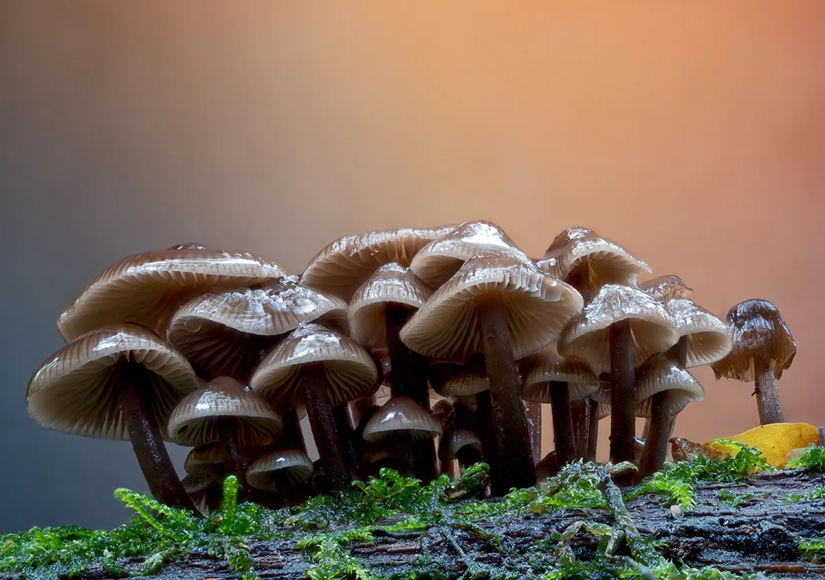 Mycena 2025B 23