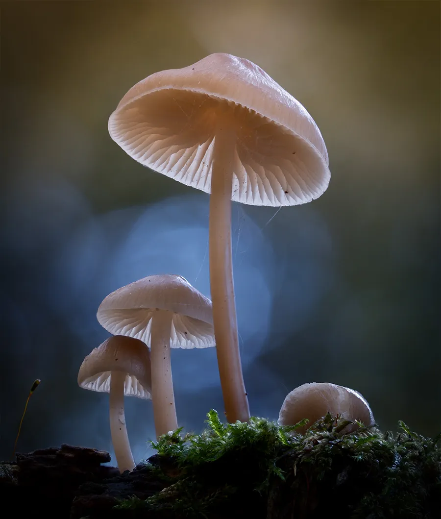 Mycena 2025B 25