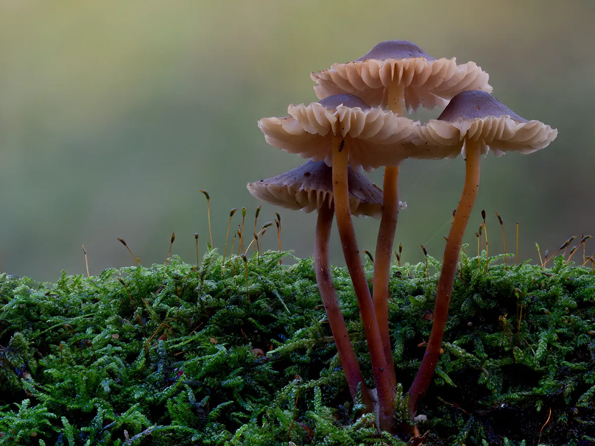 Mycena 2025B 26