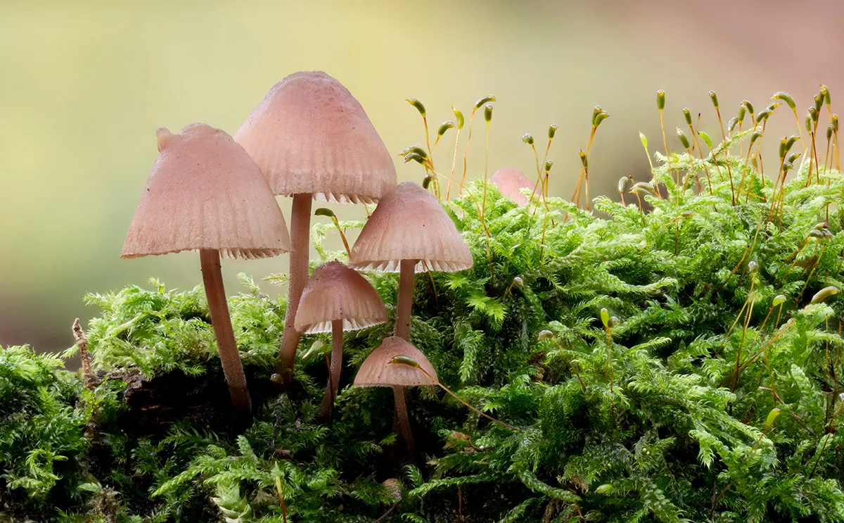 Mycena 2025B 28