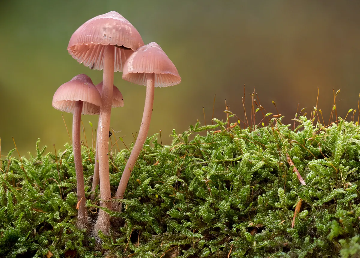 Mycena 2025B 34