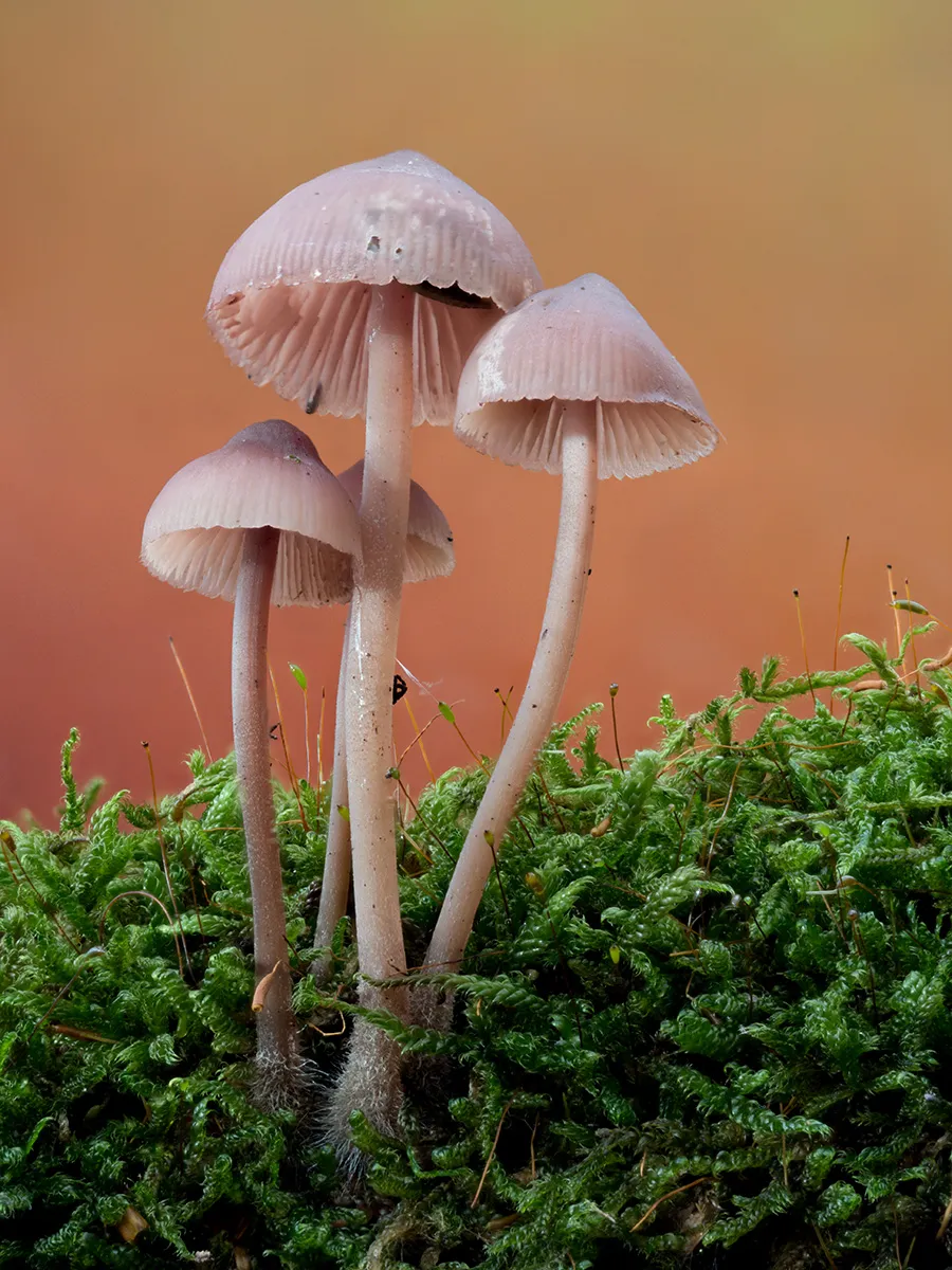 Mycena 2025B 35