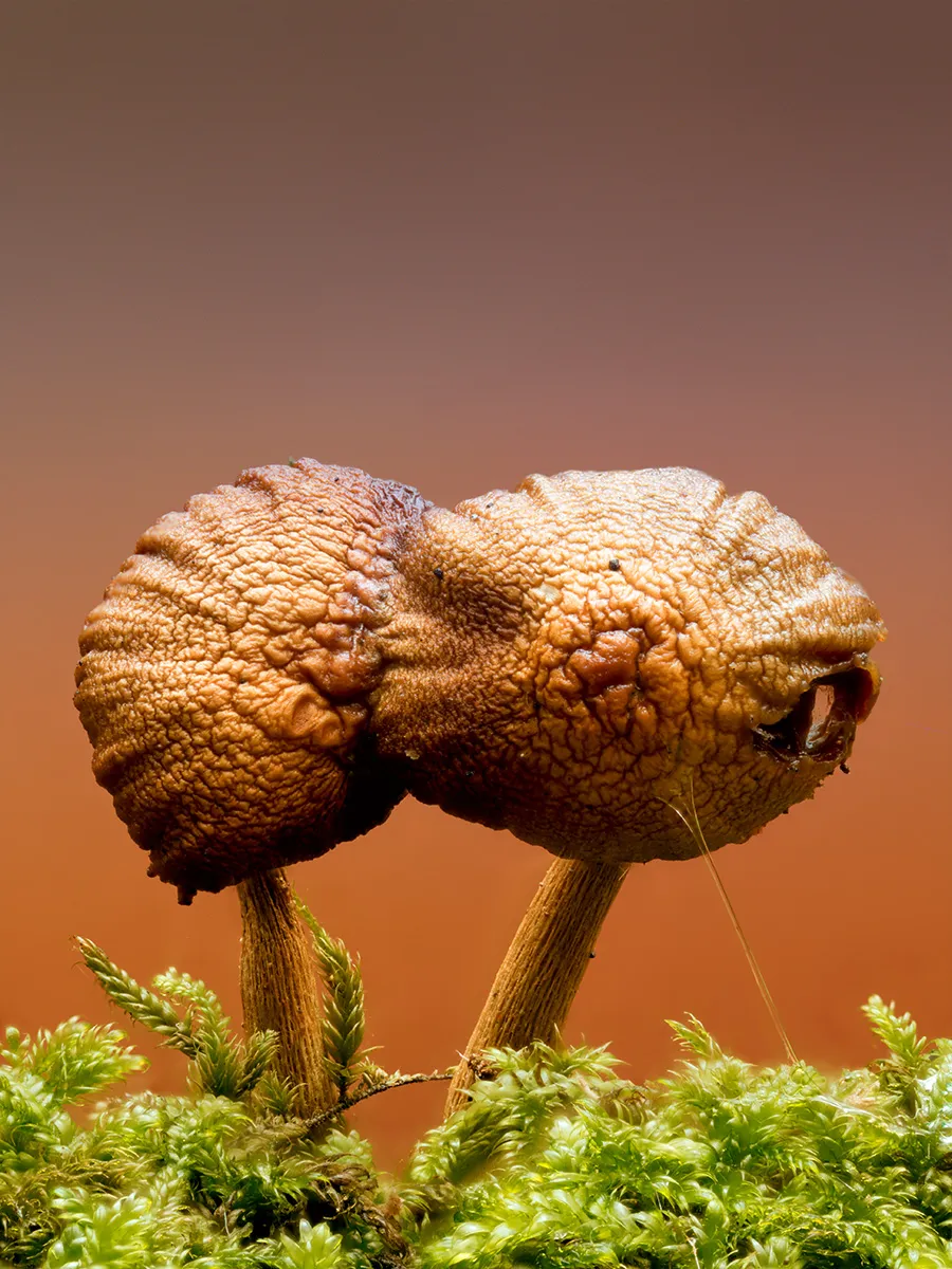 Mycena 2025B 37