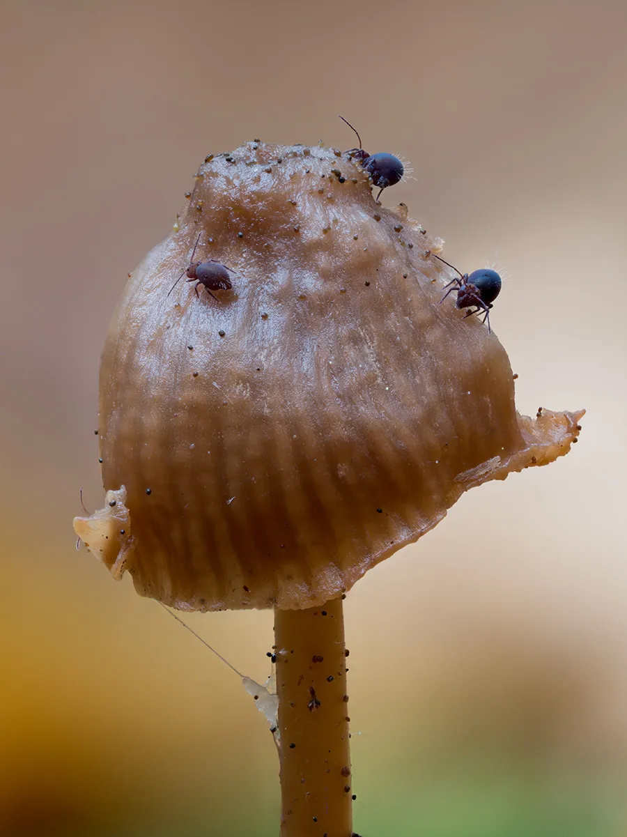 Mycena 2025B 40
