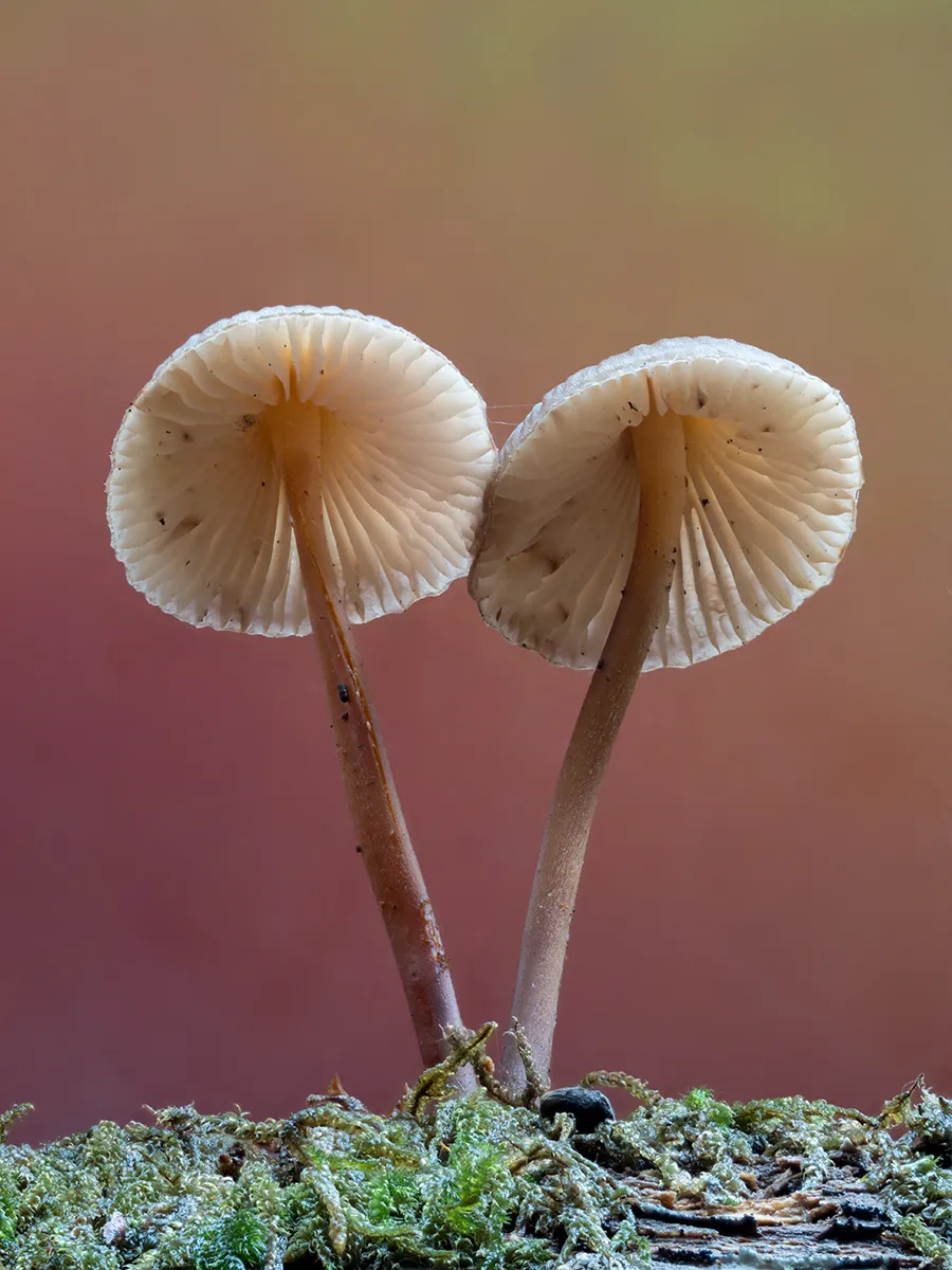 Mycena 2025B 6