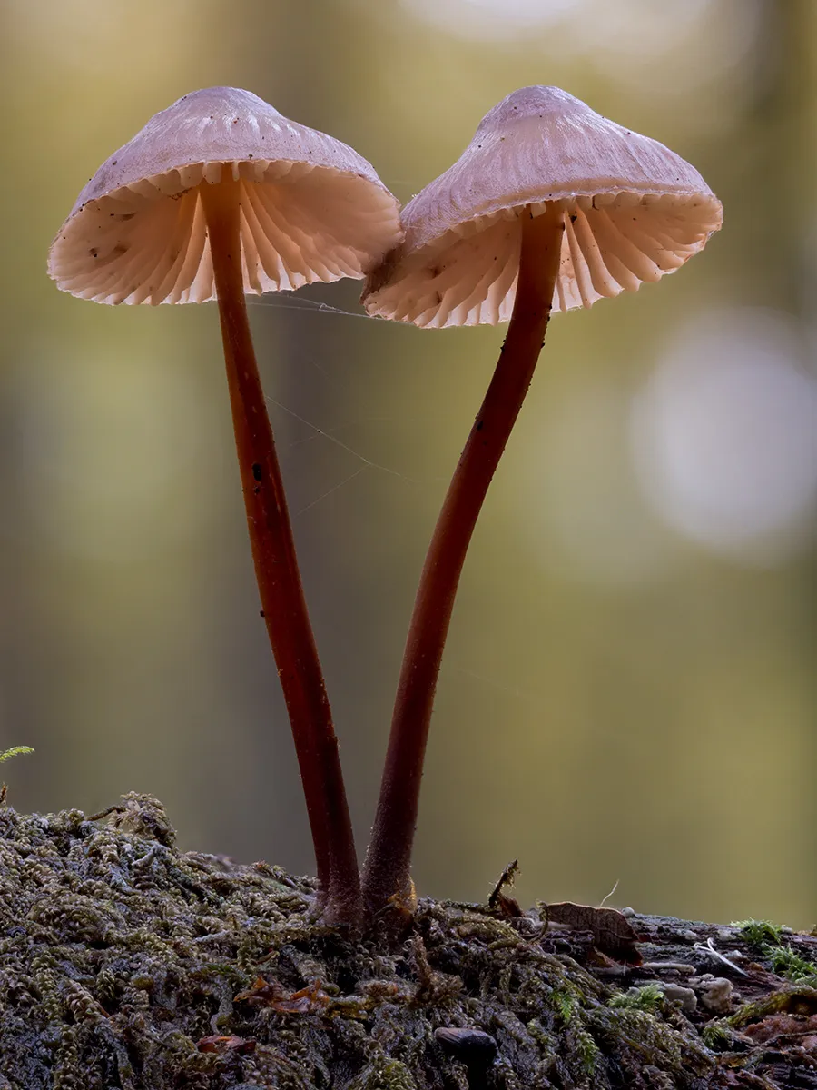 Mycena 2025B 7