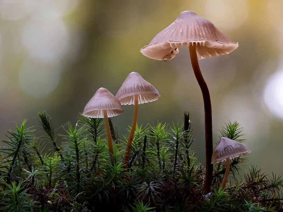 Mycena 2025B 8