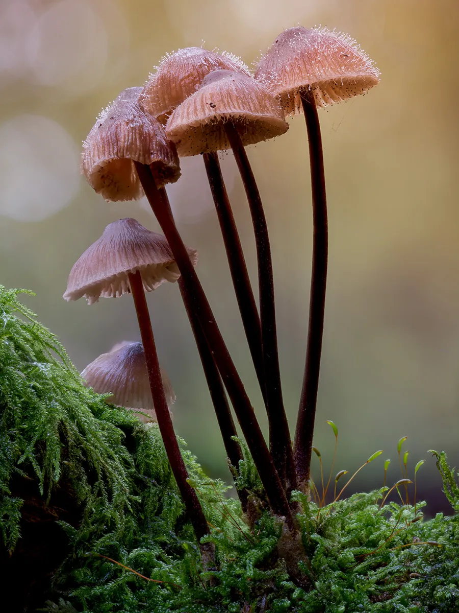Mycena 2025B 9