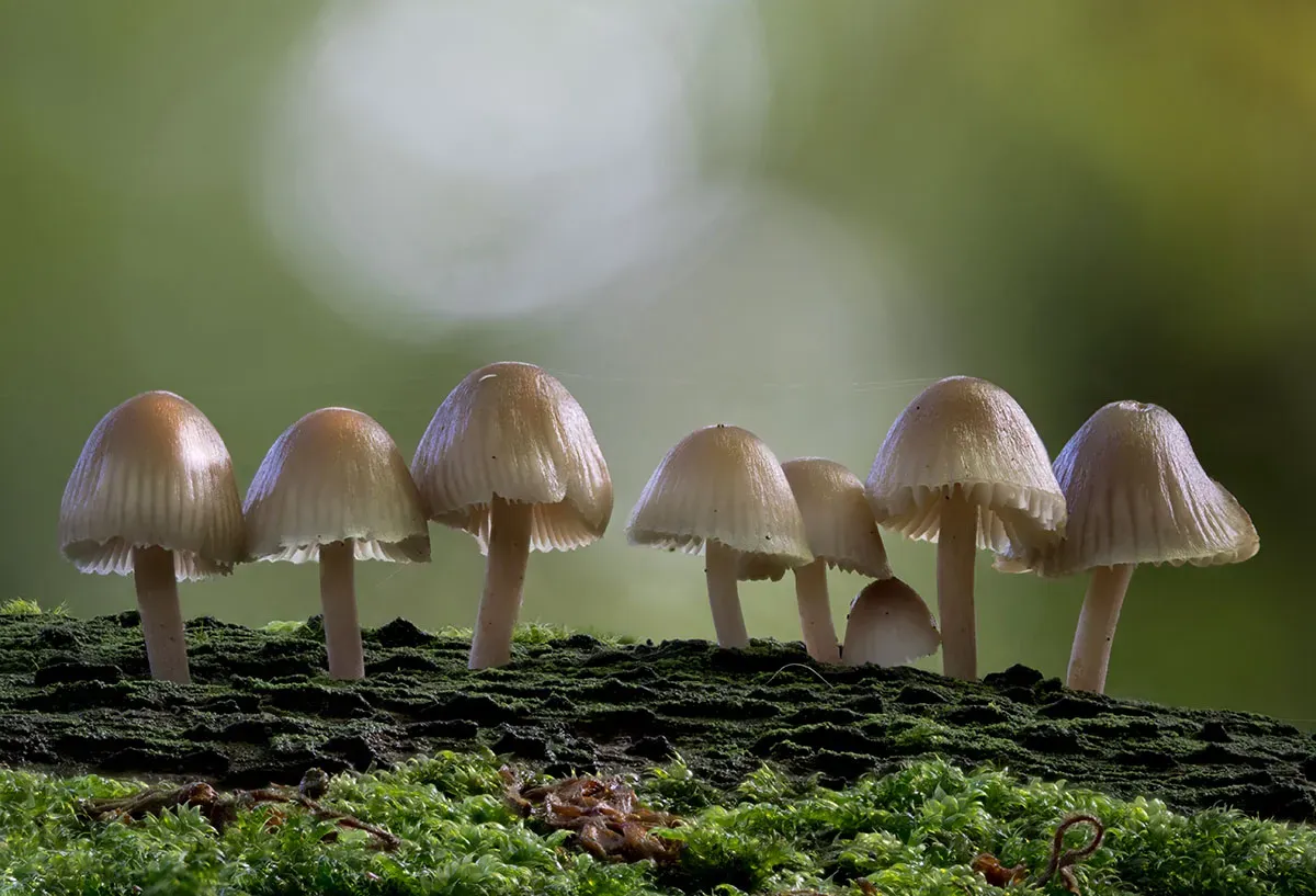 Mycena 2026A 2