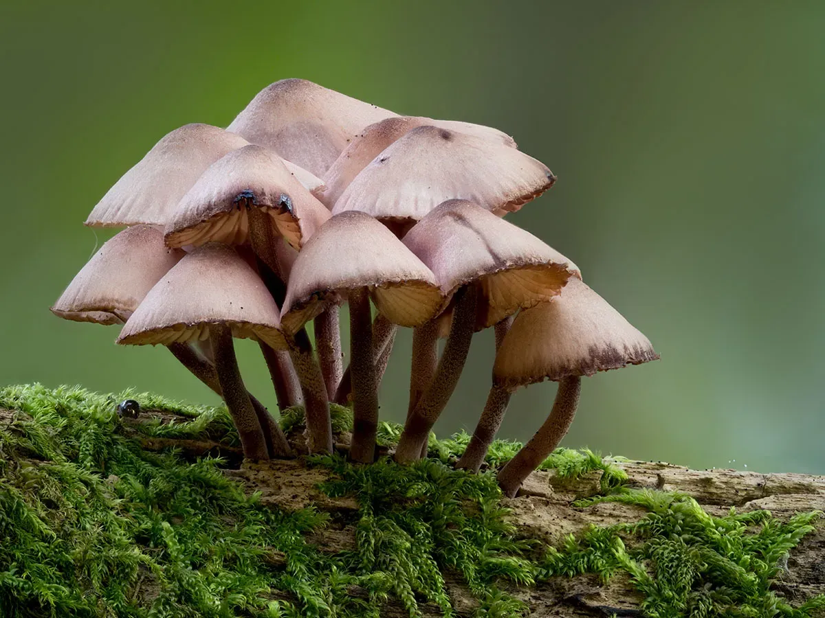 Mycena 2026A 4