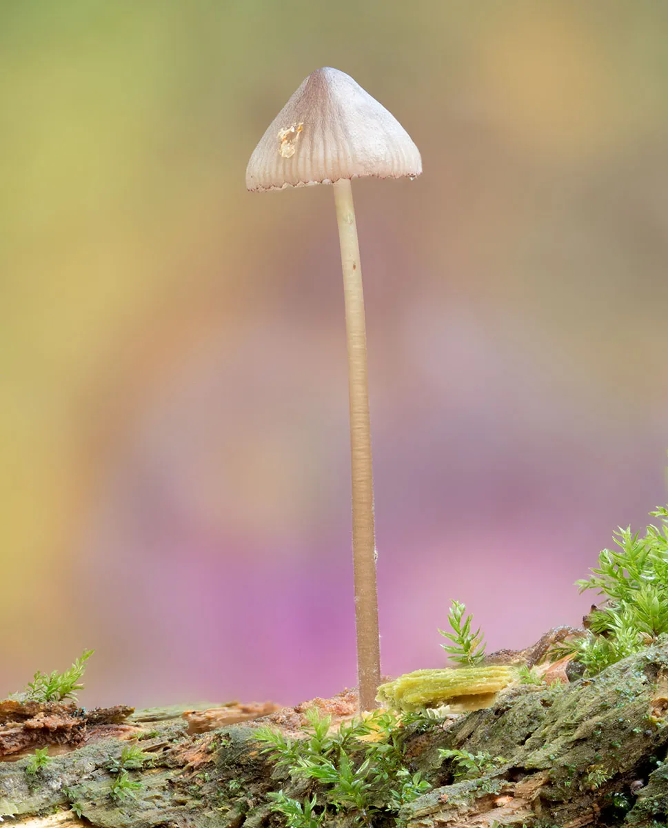 Mycena 2026A 10