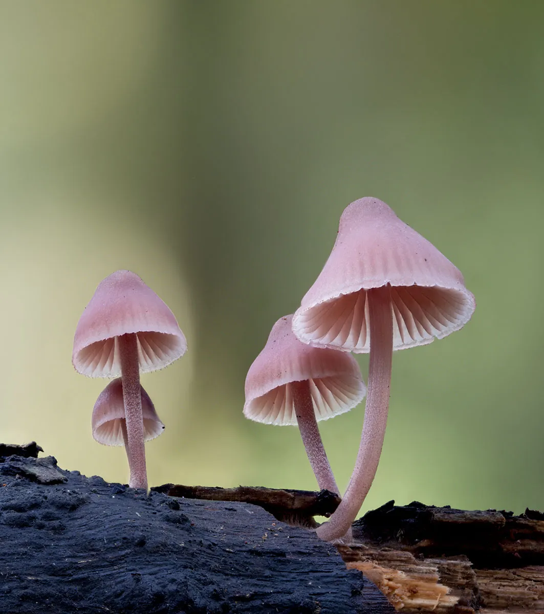 Mycena 2026A 11