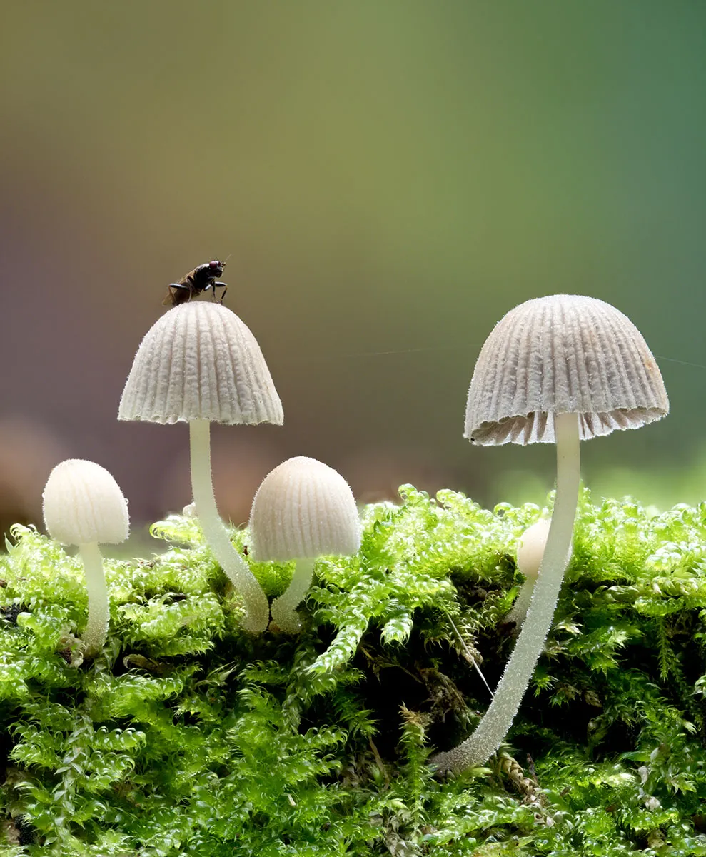 Mycena 2026A 12