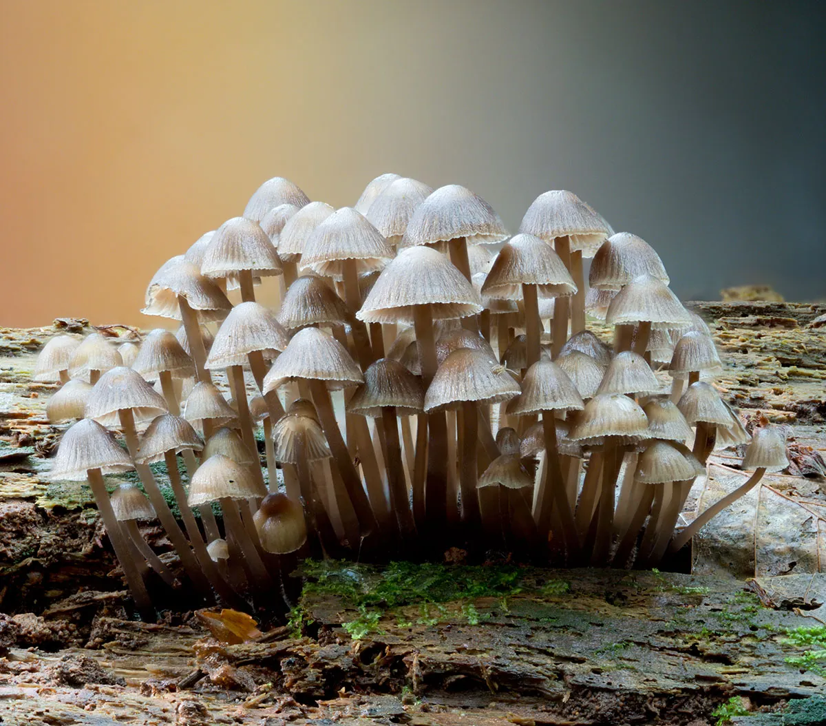 Mycena 2026A 13