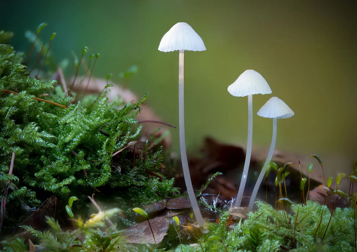 Mycena 2026A 14