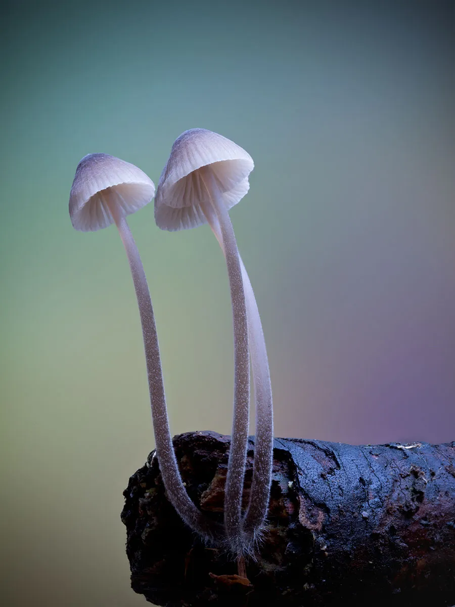 Mycena 2026A 15