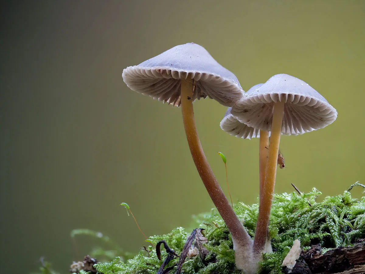 Mycena 2026A 16