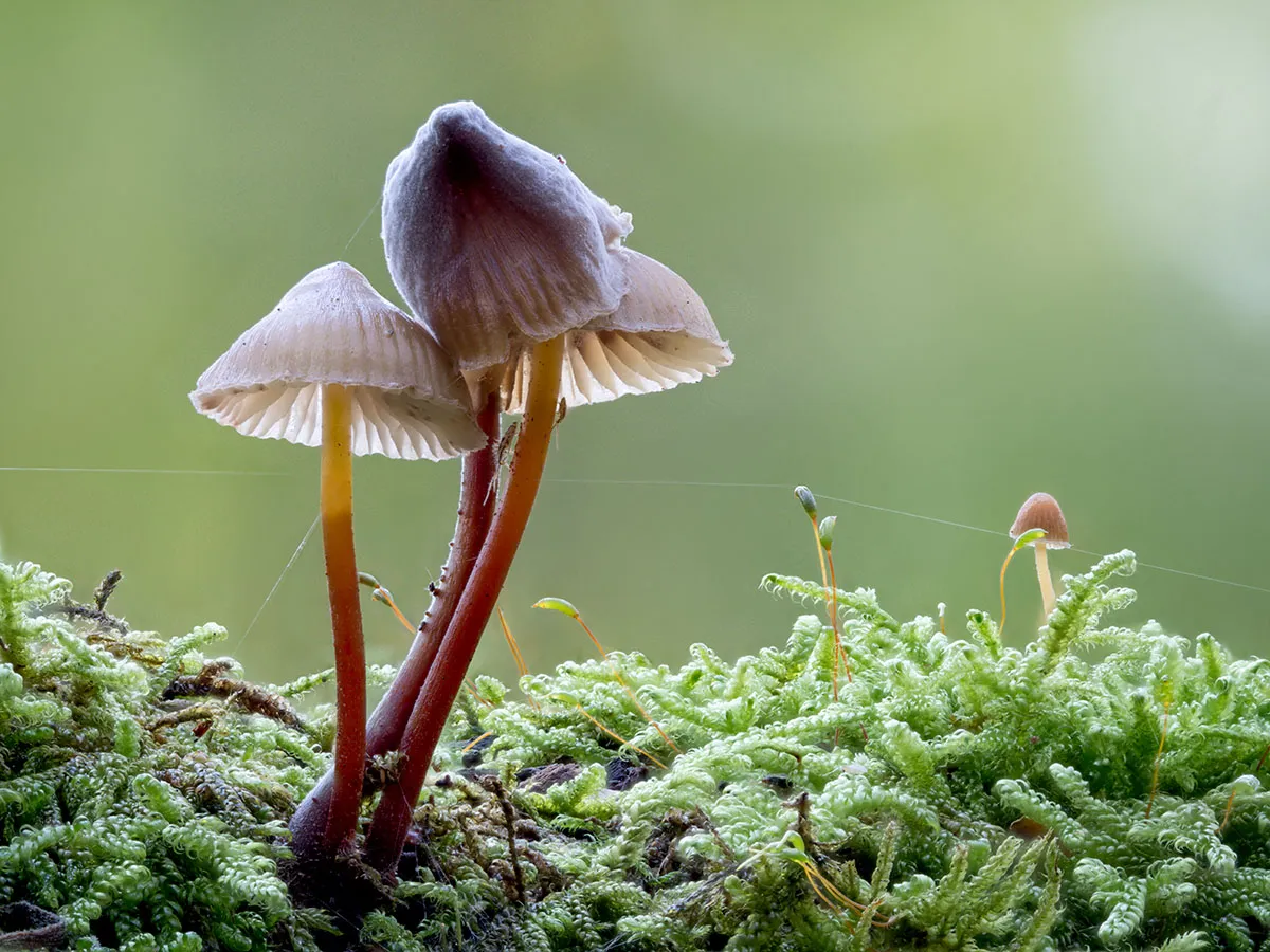 Mycena 2026A 17