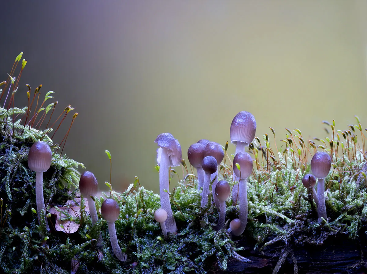 Mycena 2026A 18