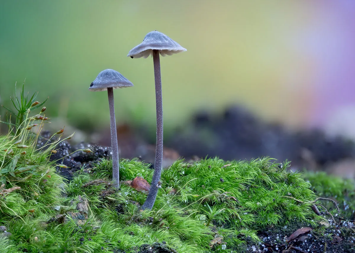 Mycena 2026A 19