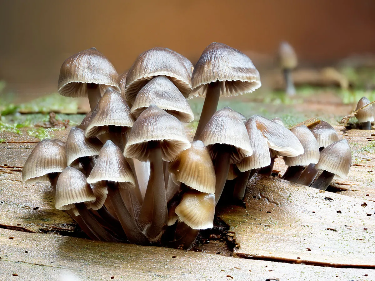 Mycena 2026A 20