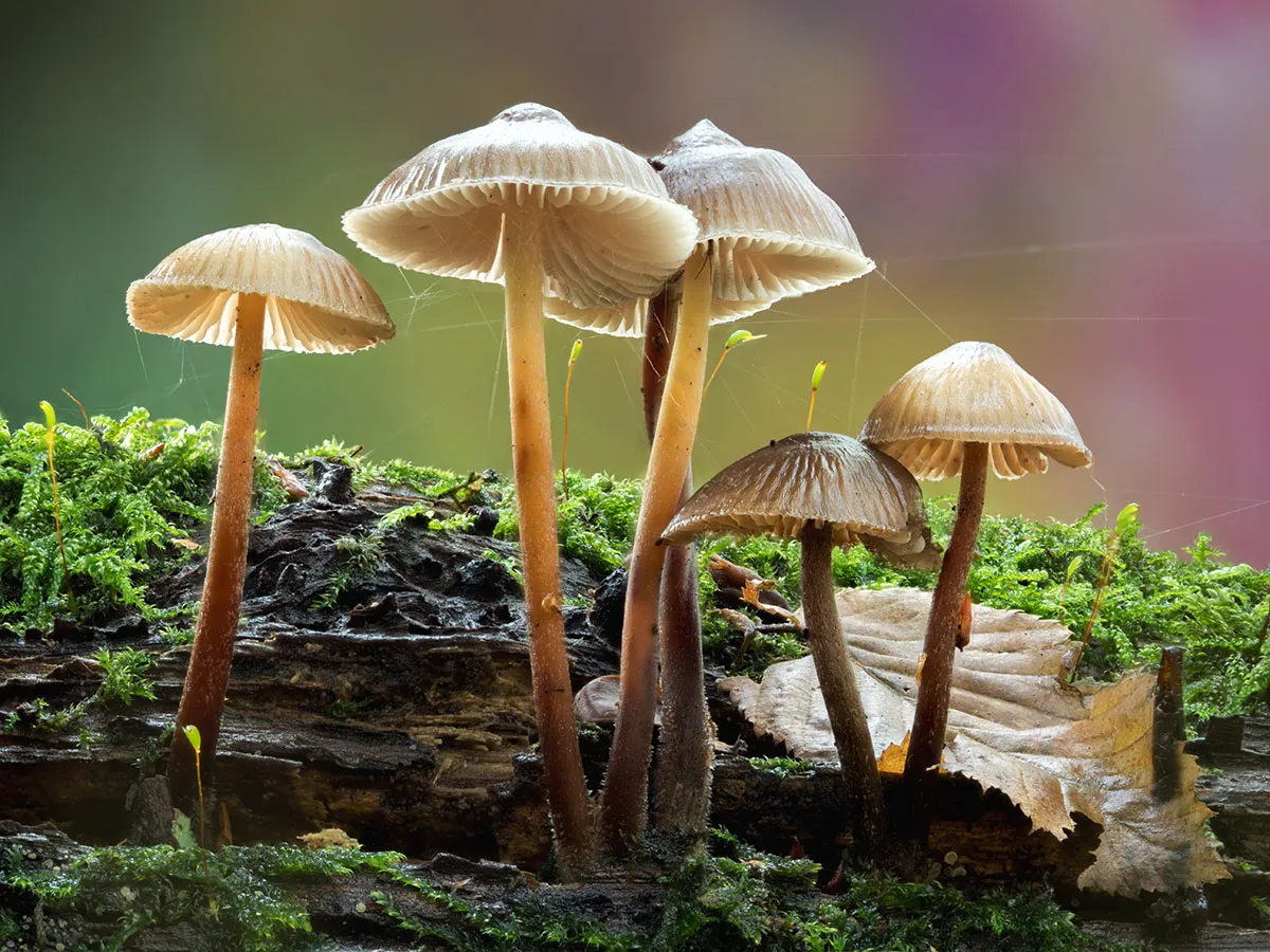Mycena 2026A 21